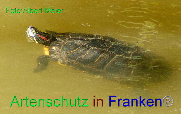 Copyright AiF - Albert Meier Bild zum Eintrag (92197-160)