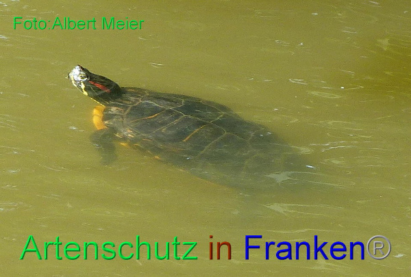 Copyright AiF - Albert Meier Bild zum Eintrag (92198-160)