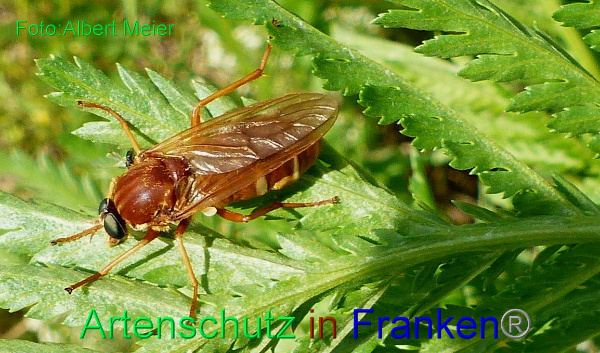 Copyright AiF - Albert Meier Bild zum Eintrag (92206-160)