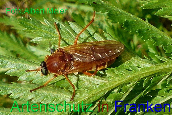 Copyright AiF - Albert Meier Bild zum Eintrag (92207-160)