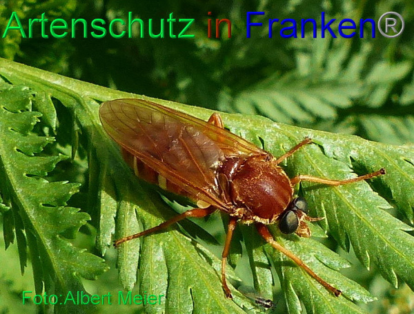 Copyright AiF - Albert Meier Bild zum Eintrag (92208-160)