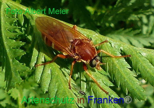 Copyright AiF - Albert Meier Bild zum Eintrag (92210-160)