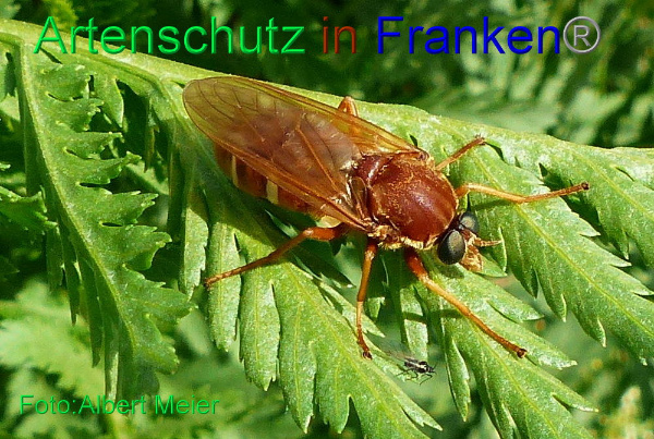 Copyright AiF - Albert Meier Bild zum Eintrag (92212-160)