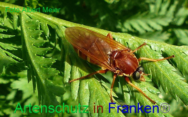 Copyright AiF - Albert Meier Bild zum Eintrag (92213-160)