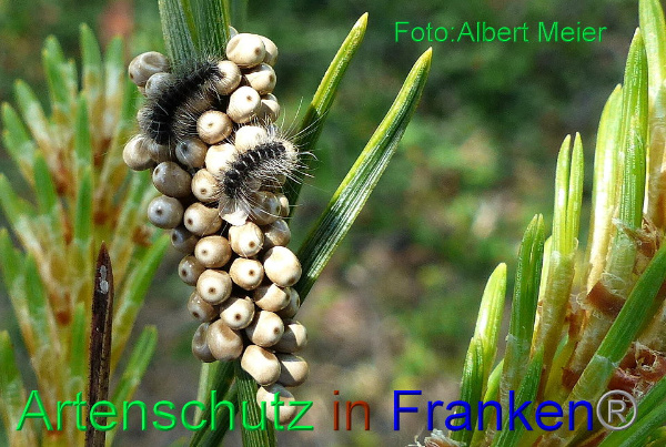 Copyright AiF - Albert Meier Bild zum Eintrag (92346-160)