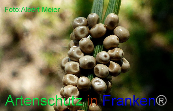 Copyright AiF - Albert Meier Bild zum Eintrag (92347-160)