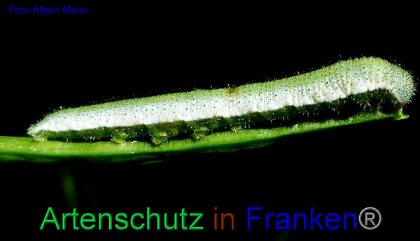 Copyright AiF - Albert Meier Bild zum Eintrag (92362-160)
