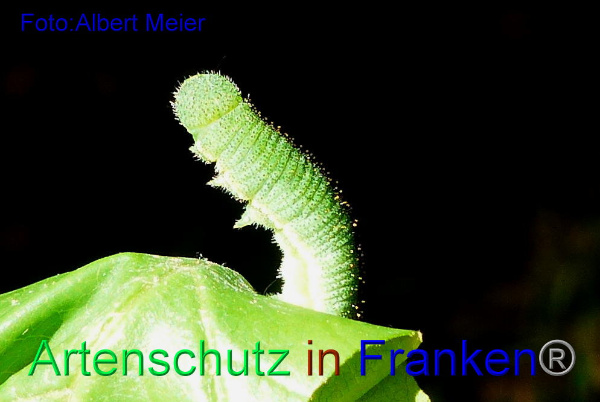 Copyright AiF - Albert Meier Bild zum Eintrag (92363-160)