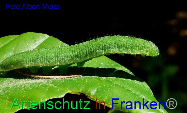 Copyright AiF - Albert Meier Bild zum Eintrag (92364-160)