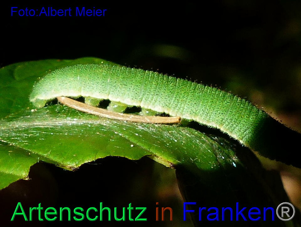 Copyright AiF - Albert Meier Bild zum Eintrag (92365-160)