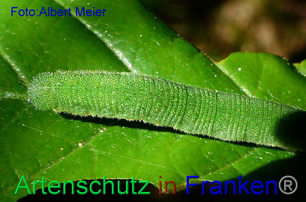 Copyright AiF - Albert Meier Bild zum Eintrag (92366-160)