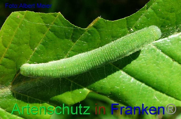 Copyright AiF - Albert Meier Bild zum Eintrag (92367-160)