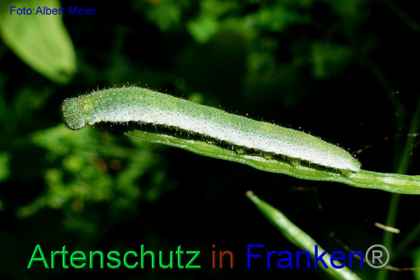 Copyright AiF - Albert Meier Bild zum Eintrag (92369-160)