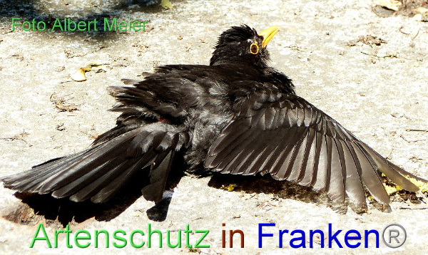 Copyright AiF - Albert Meier Bild zum Eintrag (92400-160)