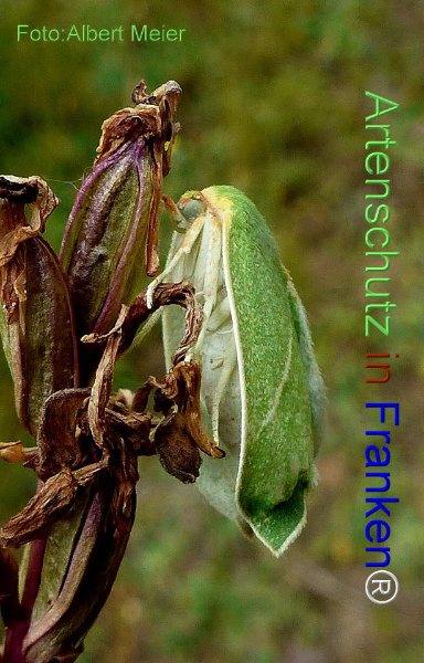 Copyright AiF - Albert Meier Bild zum Eintrag (92457-160)