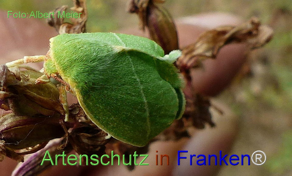 Copyright AiF - Albert Meier Bild zum Eintrag (92460-160)