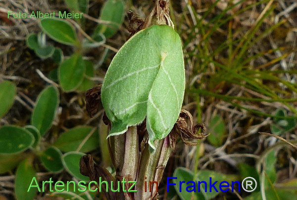 Copyright AiF - Albert Meier Bild zum Eintrag (92462-160)