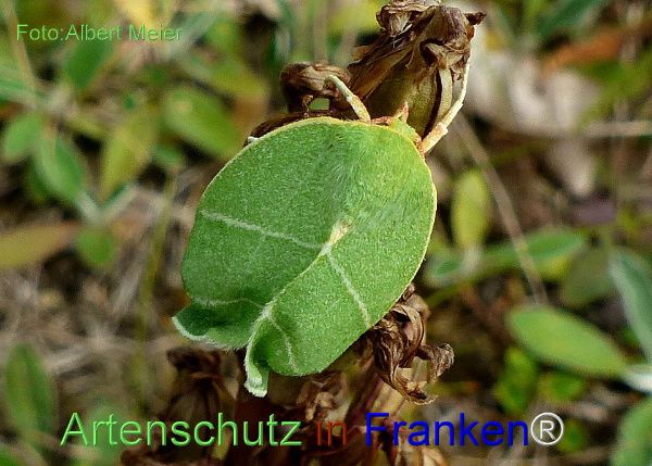 Copyright AiF - Albert Meier Bild zum Eintrag (92463-160)