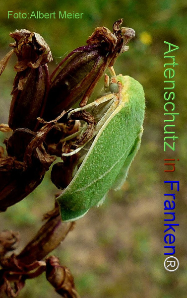 Copyright AiF - Albert Meier Bild zum Eintrag (92464-160)