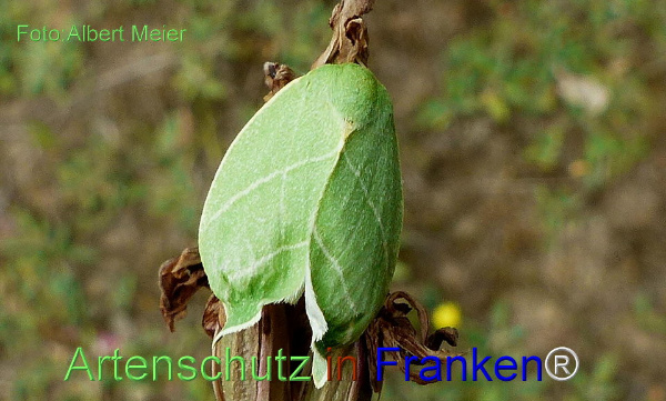 Copyright AiF - Albert Meier Bild zum Eintrag (92465-160)