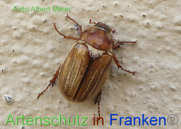 Copyright AiF - Albert Meier Bild zum Eintrag (92556-160)