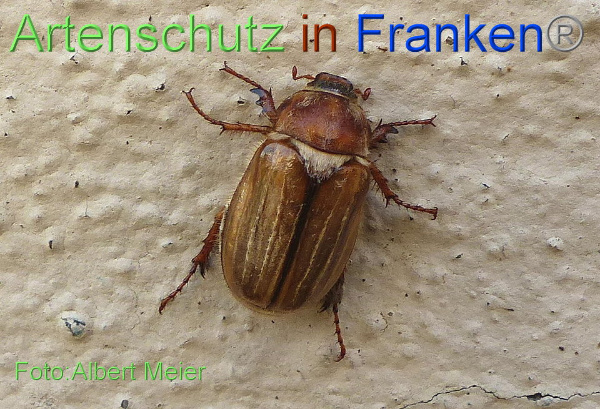 Copyright AiF - Albert Meier Bild zum Eintrag (92557-160)