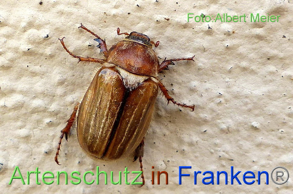 Copyright AiF - Albert Meier Bild zum Eintrag (92558-160)