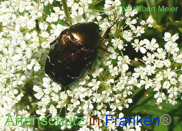 Copyright AiF - Albert Meier Bild zum Eintrag (92563-160)