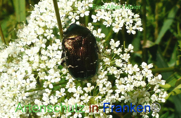 Copyright AiF - Albert Meier Bild zum Eintrag (92564-160)