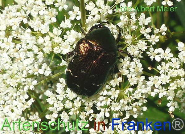 Copyright AiF - Albert Meier Bild zum Eintrag (92566-160)