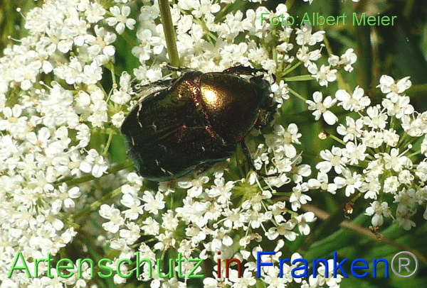 Copyright AiF - Albert Meier Bild zum Eintrag (92567-160)