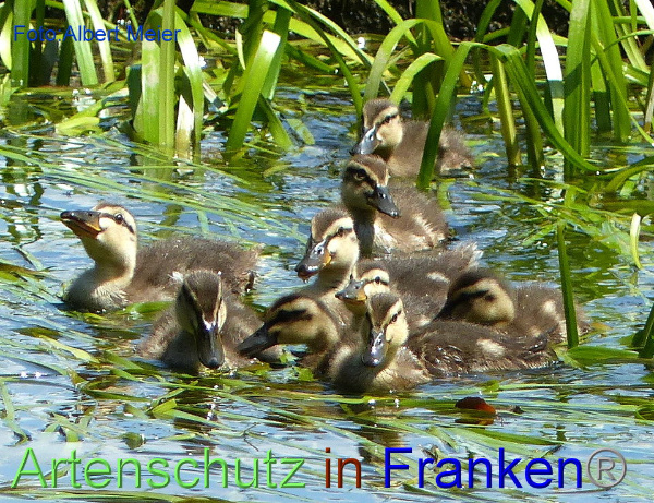 Copyright AiF - Albert Meier Bild zum Eintrag (92604-160)