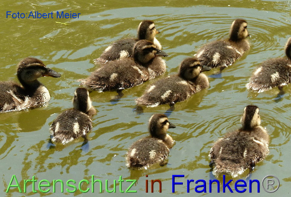 Copyright AiF - Albert Meier Bild zum Eintrag (92605-160)