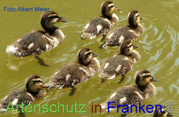 Copyright AiF - Albert Meier Bild zum Eintrag (92606-160)