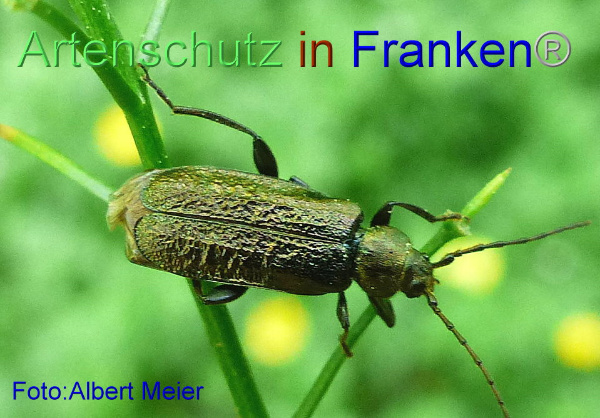 Copyright AiF - Albert Meier Bild zum Eintrag (92632-160)