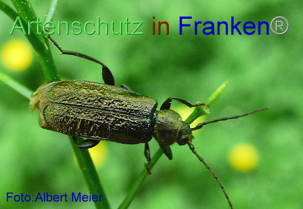 Copyright AiF - Albert Meier Bild zum Eintrag (92633-160)
