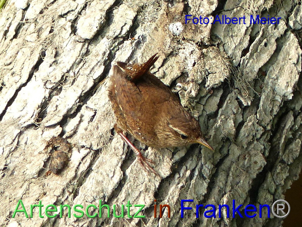 Copyright AiF - Albert Meier Bild zum Eintrag (92644-160)