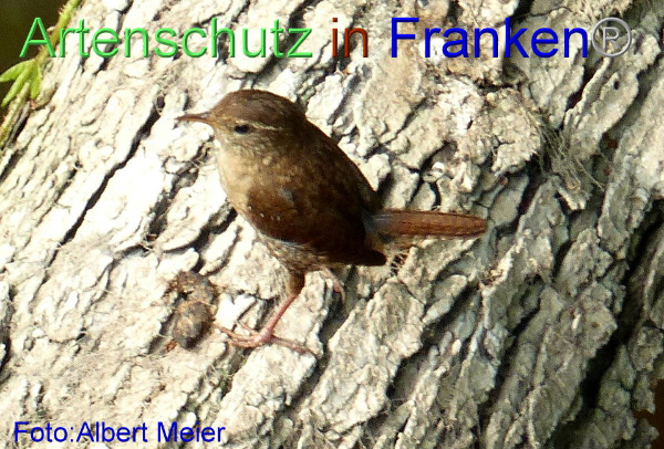Copyright AiF - Albert Meier Bild zum Eintrag (92645-160)