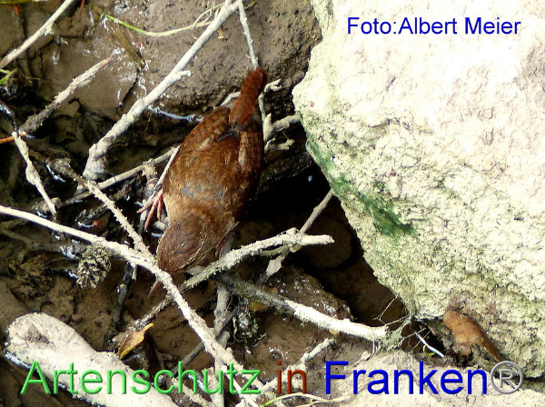 Copyright AiF - Albert Meier Bild zum Eintrag (92646-160)