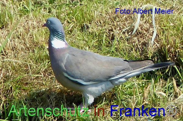 Copyright AiF - Albert Meier Bild zum Eintrag (92650-160)