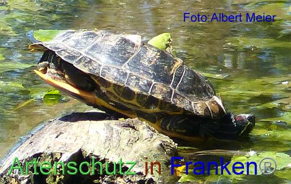 Copyright AiF - Albert Meier Bild zum Eintrag (92656-160)