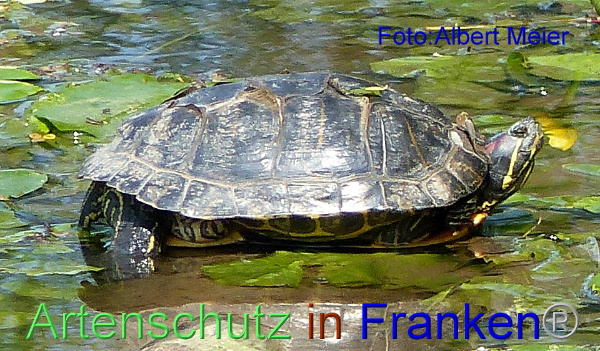 Copyright AiF - Albert Meier Bild zum Eintrag (92657-160)