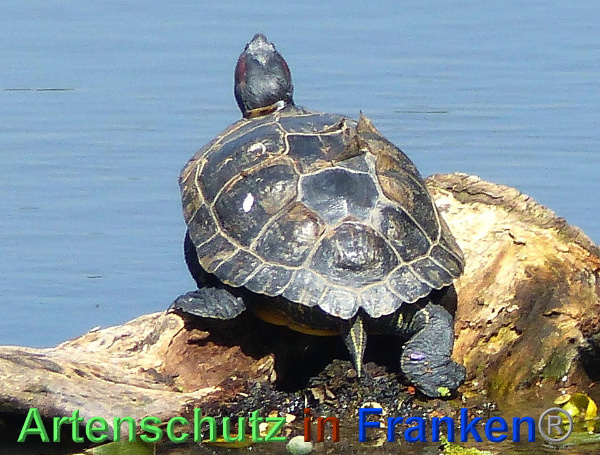 Copyright AiF - Albert Meier Bild zum Eintrag (92667-160)
