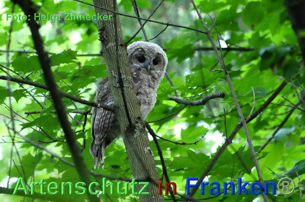 Copyright AiF - Helga Zinnecker Bild zum Eintrag (92698-160)