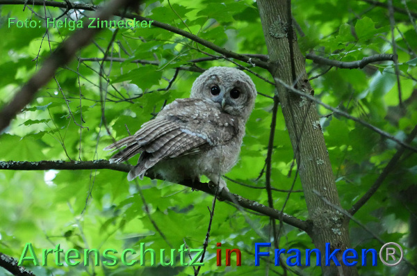 Copyright AiF - Helga Zinnecker Bild zum Eintrag (92701-160)
