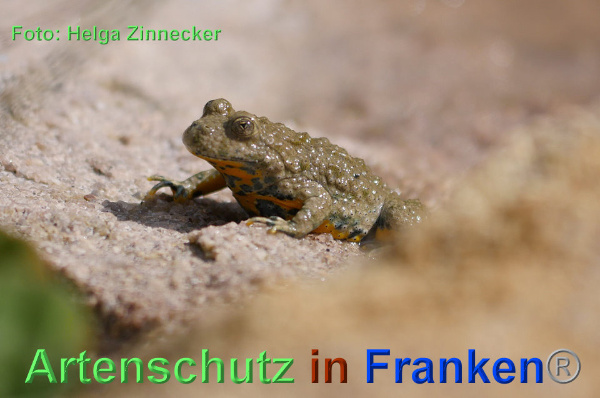 Copyright AiF - Helga Zinnecker Bild zum Eintrag (92719-160)
