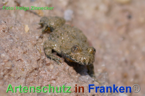 Copyright AiF - Helga Zinnecker Bild zum Eintrag (92720-160)