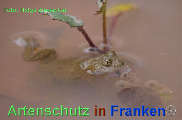 Copyright AiF - Helga Zinnecker Bild zum Eintrag (92721-160)