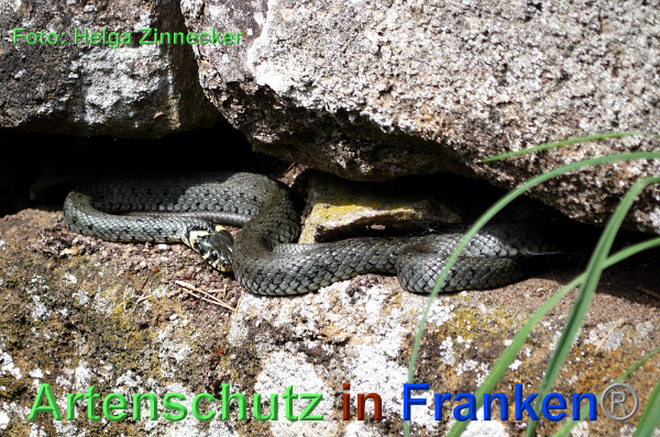 Copyright AiF - Helga Zinnecker Bild zum Eintrag (92741-160)