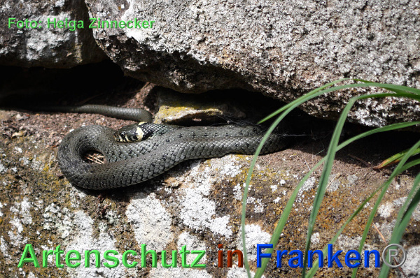 Copyright AiF - Helga Zinnecker Bild zum Eintrag (92742-160)